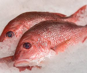 American Red Snapper 1.5-2 lb  Each fish