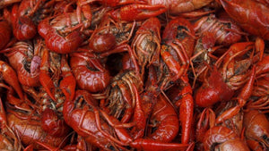 Jumbo cajun seasoned  Frozen Crawfish $6.99 lb 5lb bag