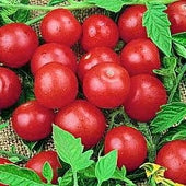 Sweet Cherie Tomatoes $1.99 each pint