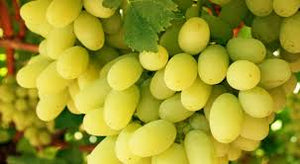 Sweet Seedless Green Grapes $2.49lb