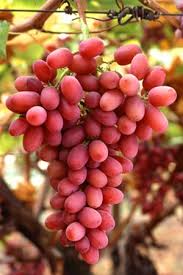 Sweet Red Seedless Grapes $1.49 lb