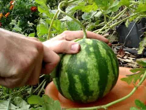 Sweet Personal Watermelons each